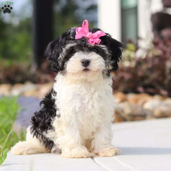 Biscuit, Havanese Puppy
