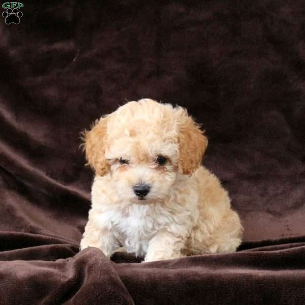 Biscuit, Bich-Poo Puppy