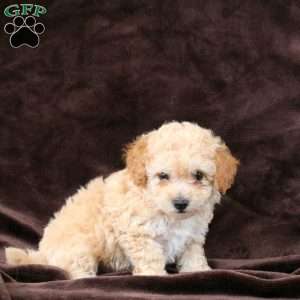 Biscuit, Bich-Poo Puppy
