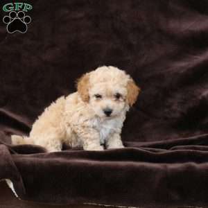 Biscuit, Bich-Poo Puppy