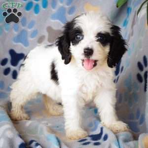 Black-Eyed Susan, Cockapoo Puppy