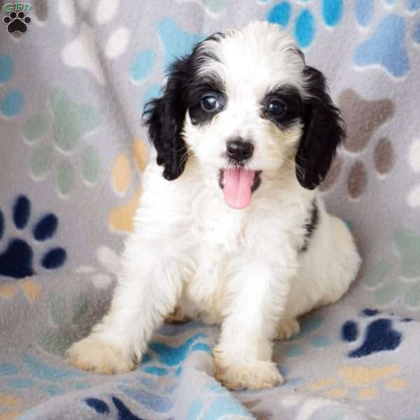 Black-Eyed Susan, Cockapoo Puppy