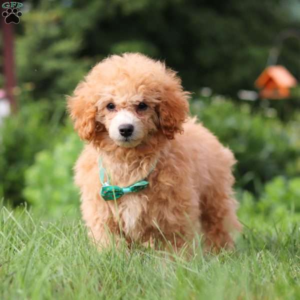 Blade, Miniature Poodle Puppy