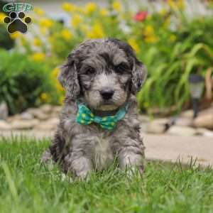 Blake, Newfypoo Puppy