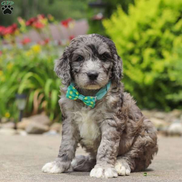 Blake, Newfypoo Puppy