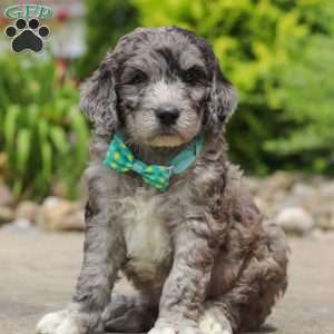 Blake, Newfypoo Puppy