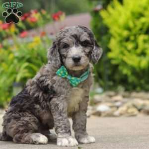 Blake, Newfypoo Puppy