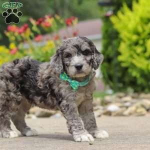 Blake, Newfypoo Puppy