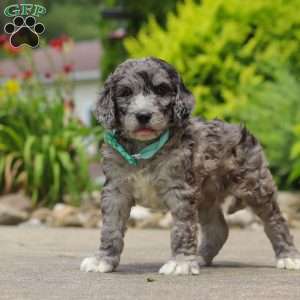 Blake, Newfypoo Puppy
