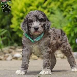 Blake, Newfypoo Puppy