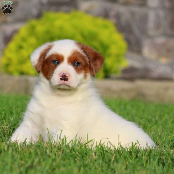 Blake, Bernese Mountain Dog Mix Puppy