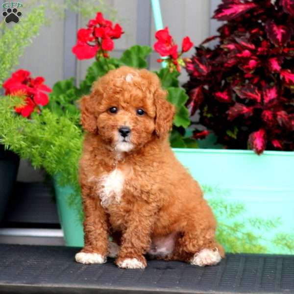 Blake, Miniature Poodle Puppy