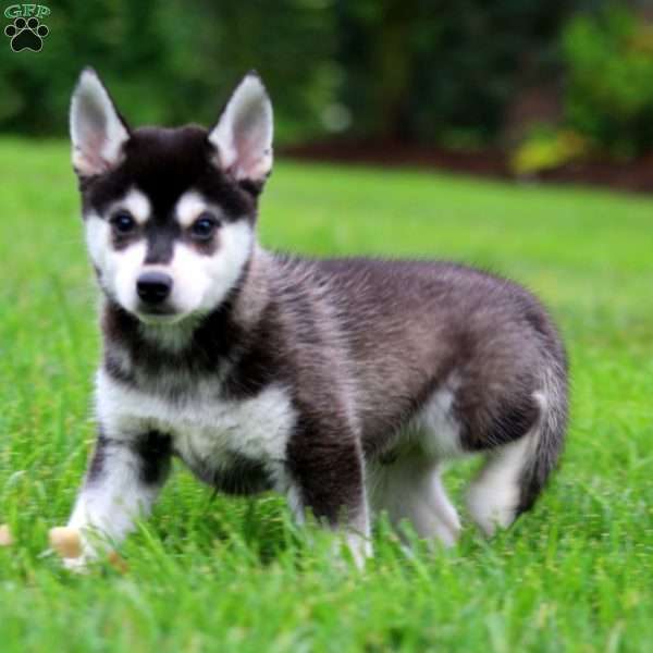 Blake, Alaskan Klee Kai Puppy
