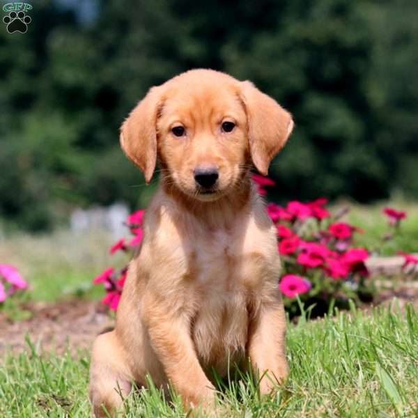 Blake, Yellow Labrador Retriever Puppy
