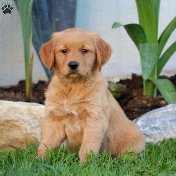 Blake, Golden Retriever Puppy