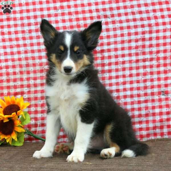 Blake, Sheltie Puppy