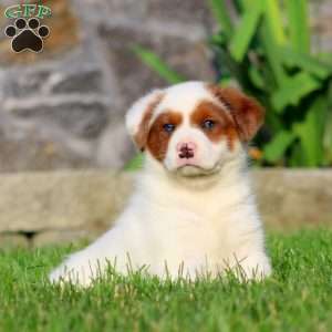 Blake, Bernese Mountain Dog Mix Puppy