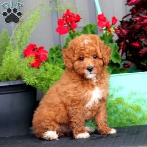 Blake, Miniature Poodle Puppy