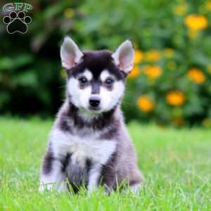 Blake, Alaskan Klee Kai Puppy