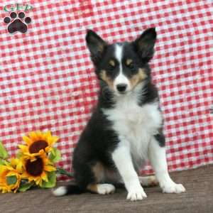 Blake, Sheltie Puppy