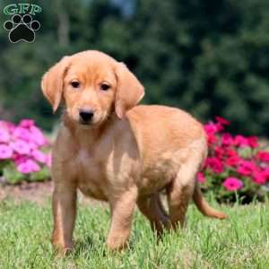 Blake, Yellow Labrador Retriever Puppy