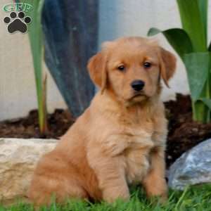 Blake, Golden Retriever Puppy