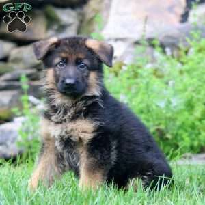 Blake, German Shepherd Puppy