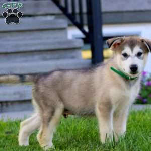 Blake, Alaskan Malamute Puppy