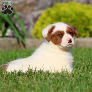 Blake, Bernese Mountain Dog Mix Puppy