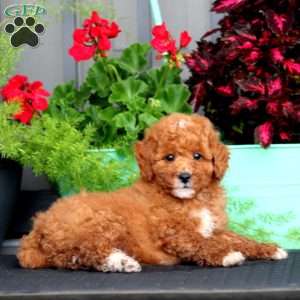 Blake, Miniature Poodle Puppy