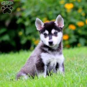 Blake, Alaskan Klee Kai Puppy