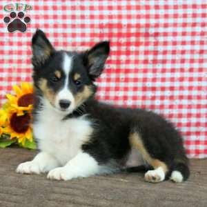 Blake, Sheltie Puppy