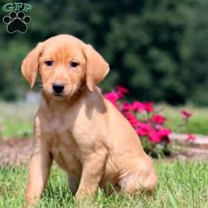 Blake, Yellow Labrador Retriever Puppy