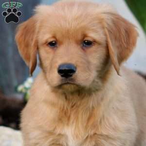 Blake, Golden Retriever Puppy