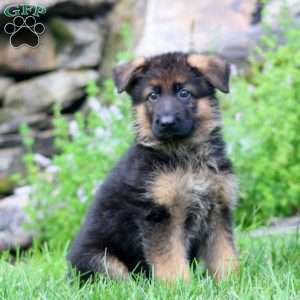 Blake, German Shepherd Puppy