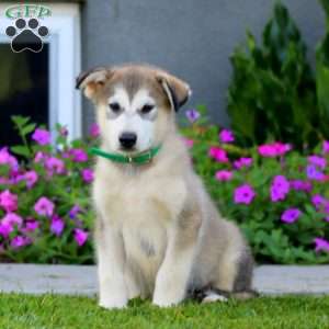 Blake, Alaskan Malamute Puppy