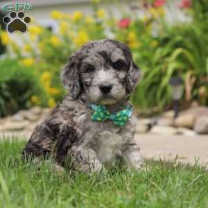 Blake, Newfypoo Puppy
