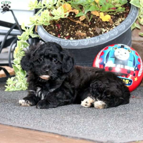 Blaze, Havapoo Puppy