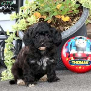 Blaze, Havapoo Puppy