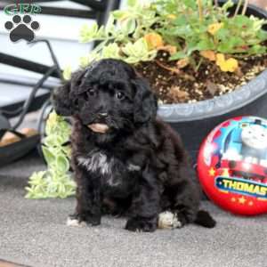Blaze, Havapoo Puppy