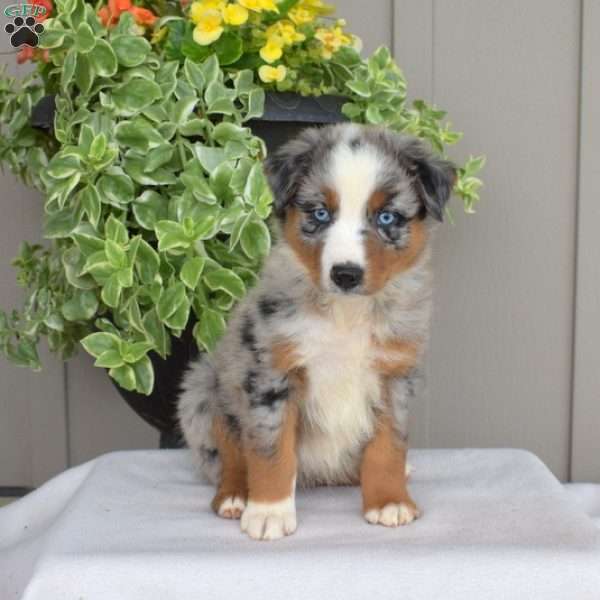 Bleu, Australian Shepherd Puppy