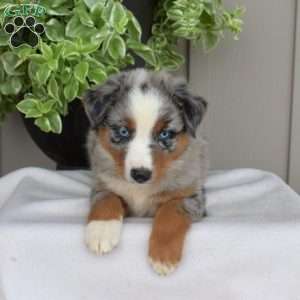 Bleu, Australian Shepherd Puppy