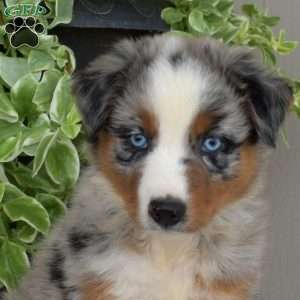 Bleu, Australian Shepherd Puppy
