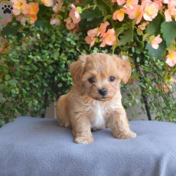 Blossom, Maltipoo Puppy