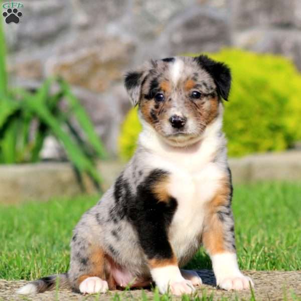 Blue, Bernese Mountain Dog Mix Puppy