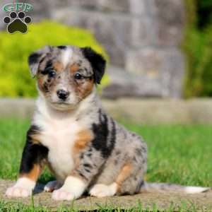 Blue, Bernese Mountain Dog Mix Puppy