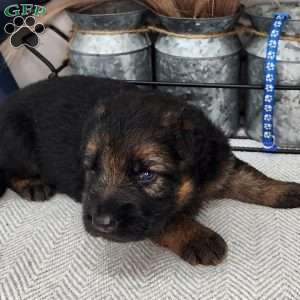 Bo, German Shepherd Puppy