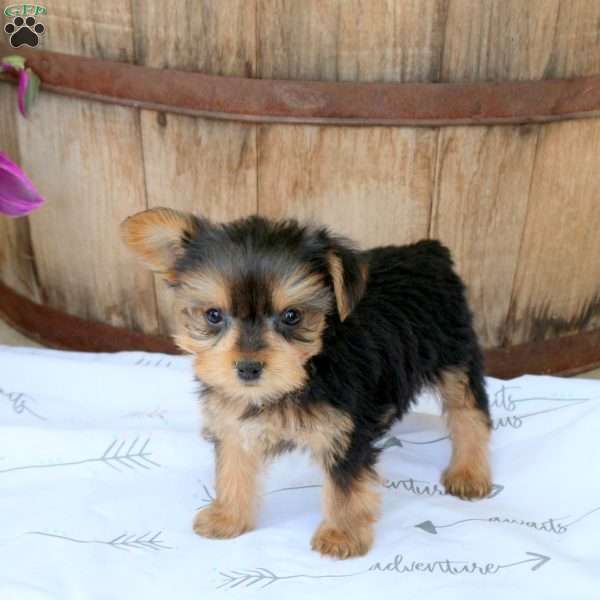 Blueberry, Yorkie Puppy