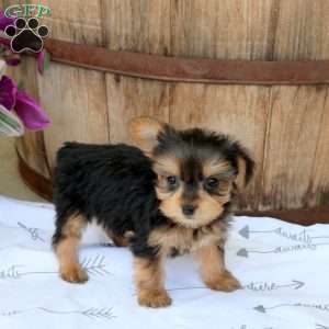 Blueberry, Yorkie Puppy