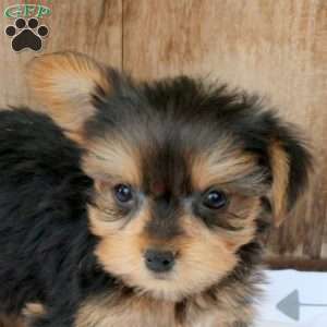 Blueberry, Yorkie Puppy